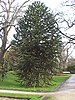 Monkey puzzle tree (Araucaria araucana)