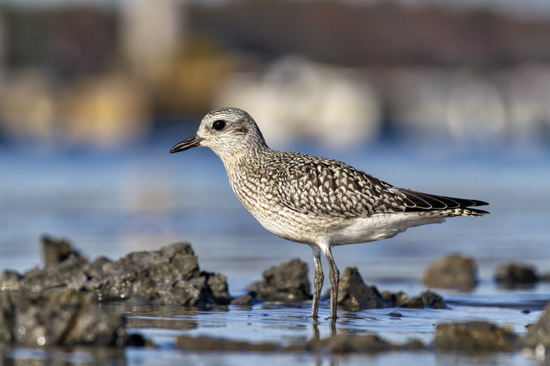 File:BBPlover Scarborough Marsh.png