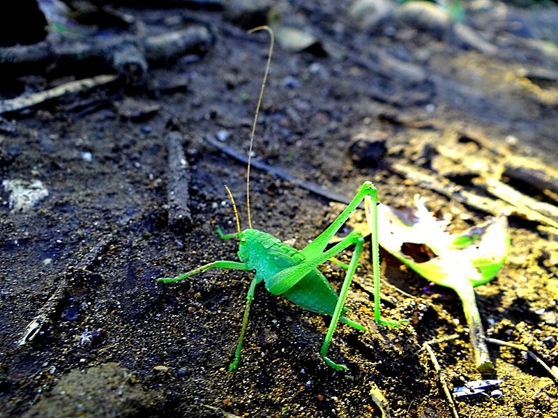 File:Beatutiful grasshopper.jpg