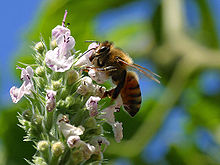 Bees 1 bg 082804.jpg