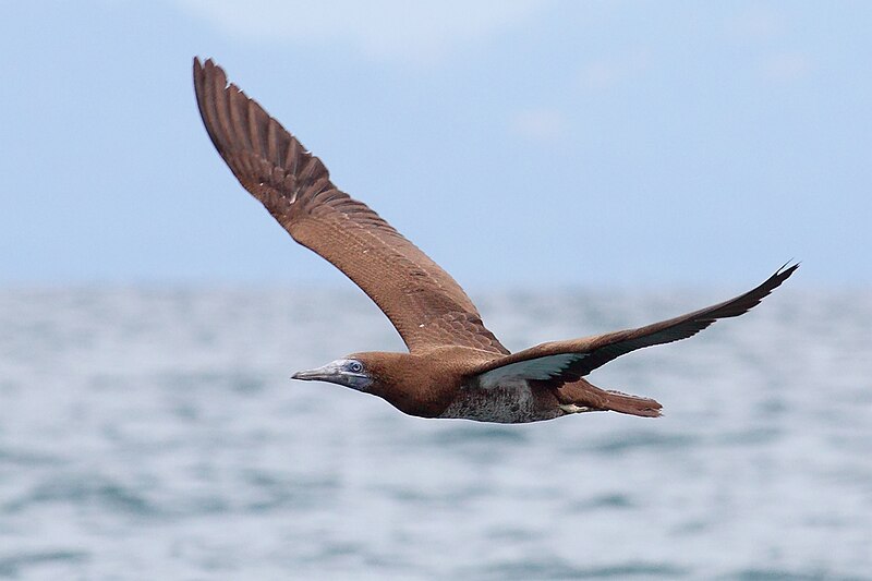 File:Brown-Booby-flight.jpg