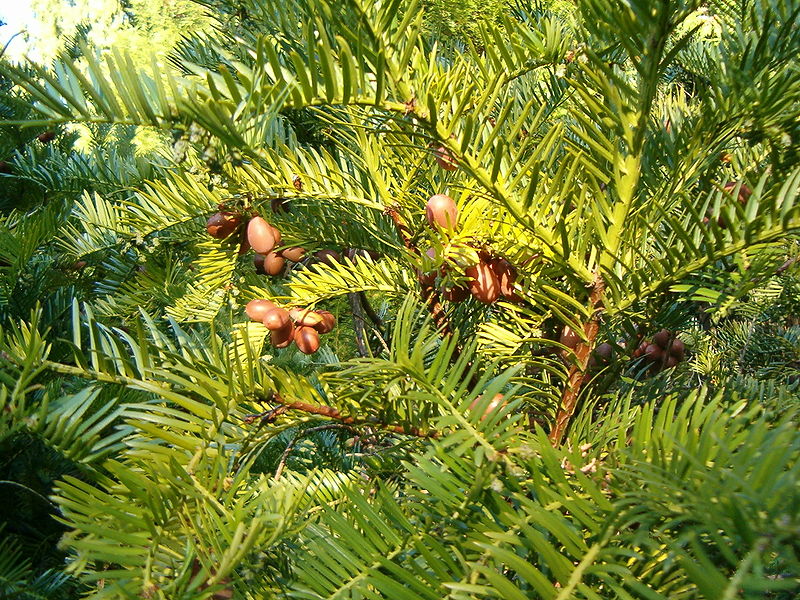 File:Cephalotaxus harringtonia BotGardBln1105WithSeeds.JPG