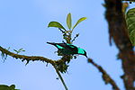 Thumbnail for Scarlet-thighed dacnis