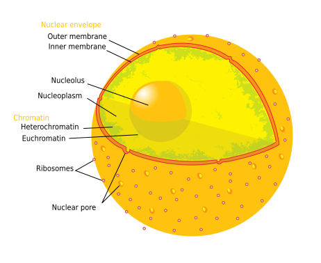 Файл:Diagram human cell nucleus.svg