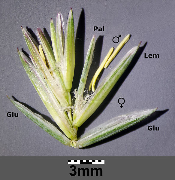 Файл:Elymus repens sl4.jpg