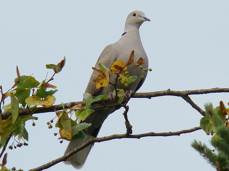 File:Eurasian Collared Dove-Mindaugas Urbonas-1.jpg