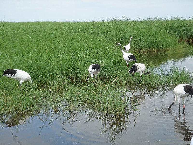 Archivo:Grus japonensis-Zhalong.jpg