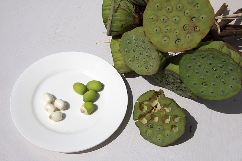 File:Lotus fruit seeds.jpg