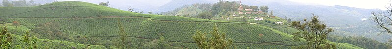 File:Munnar tea gardens.jpg