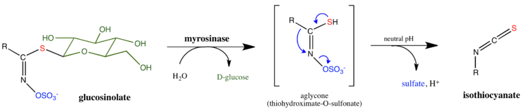 mechanism of glucosinolate hydrolysis by myrosinase