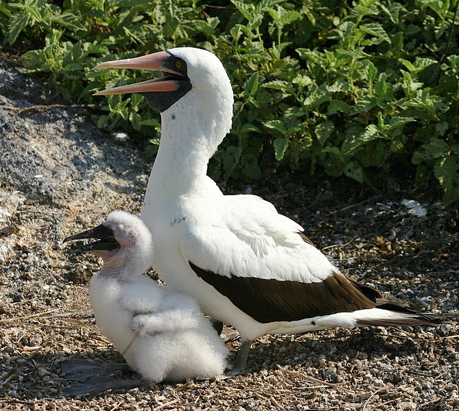 File:Nasca booby and chick.JPG