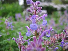 穆西尼猫薄荷（Nepeta mussinii）的花