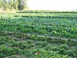 Organic farming is popular in Manaloor, Vatanappally.