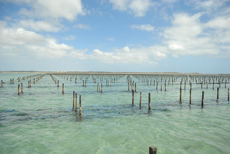 File:Oyster Farm South Australia.JPG