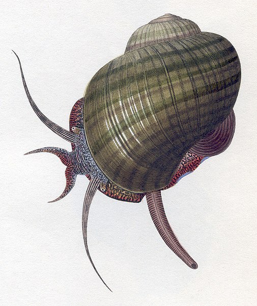 Archivo:Pomacea paludosa drawing.jpg