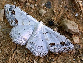 Scopula decorata