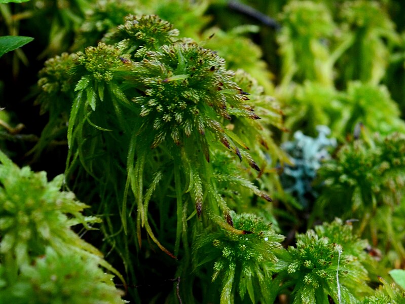 File:Sphagnum wulfianum, 1 (cropped).JPG