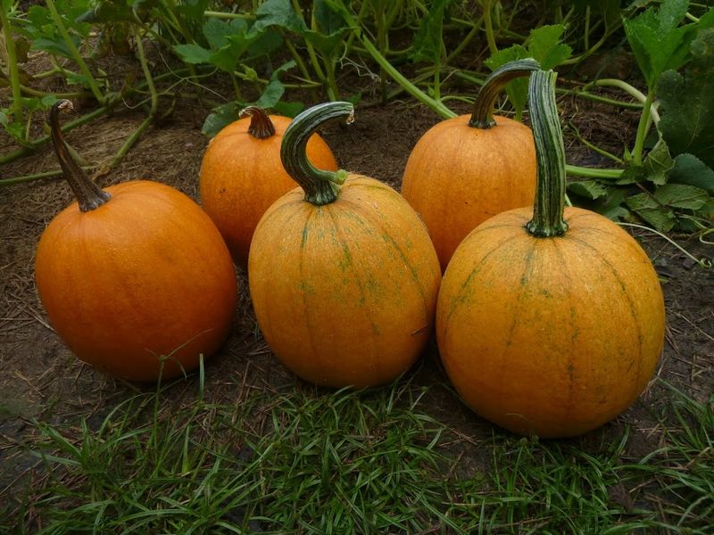 File:Sugar Pumpkins.jpg