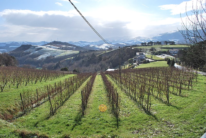 Archivo:Zarautz Vigne Txakoli 02.jpg