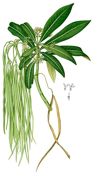 File:Alstonia spectabilis Blanco2.379-cropped.jpg