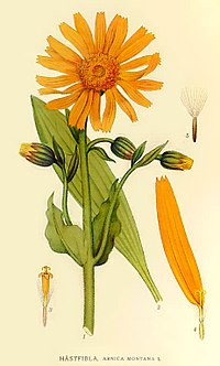 Arnica montana