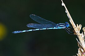 Austrolestes annulosus