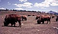 Bison feeding - Alberta