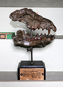 Skull of Canis etruscus