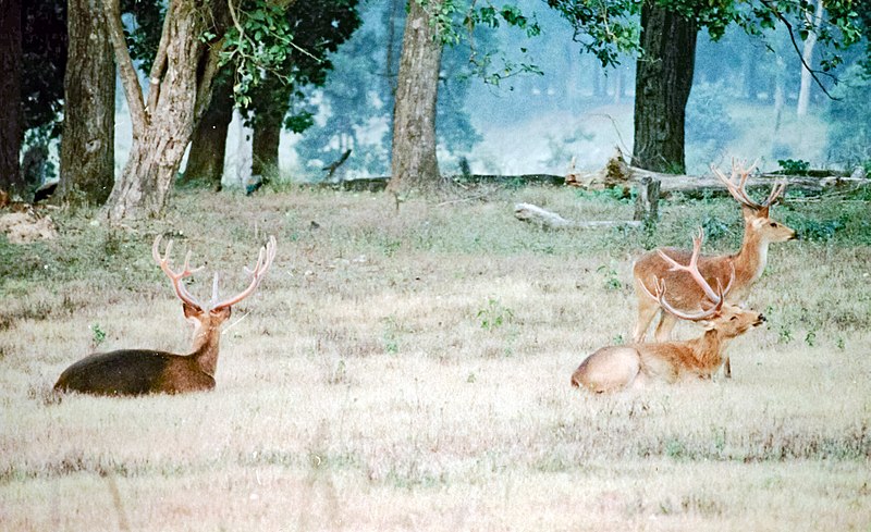 File:Cervus duvauceli branderi.jpg