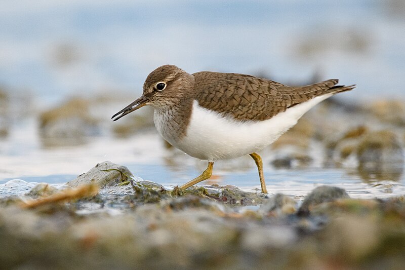 File:Common sandpiper lake geneva-4.jpg