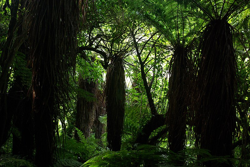 File:Cyathea smithii grove.jpg