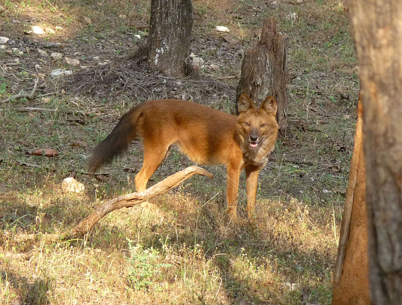 File:Dhole Kanha.jpg