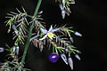 Dianella tasmanica