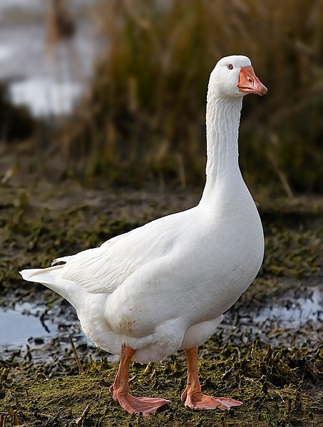 Файл:Domestic Goose.jpg