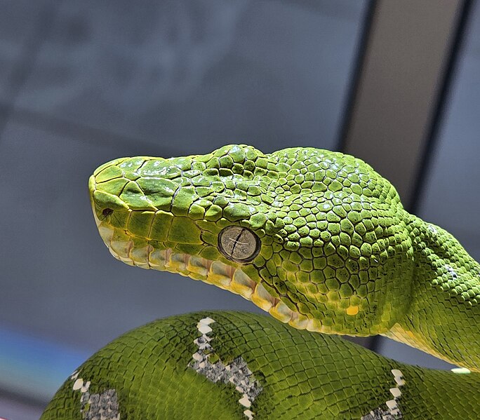 File:Emerald Tree Boa Head.jpg