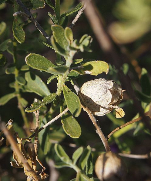 File:Eremophila macdonellii fruit.jpg