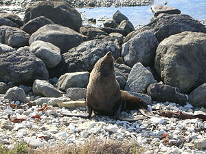 A fur seal on the beach at Kaikōura