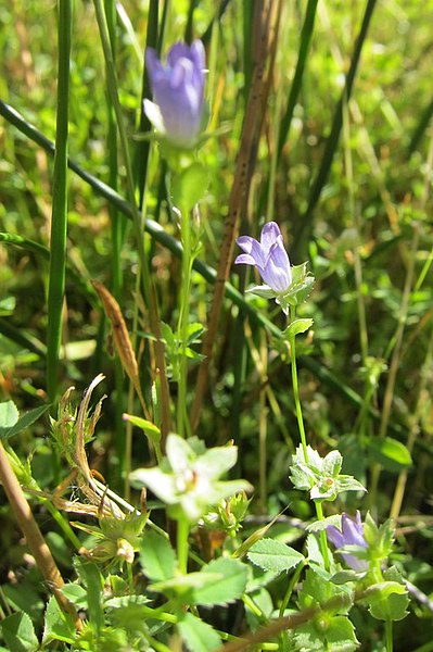 File:Heterocodon rariflorum.jpg