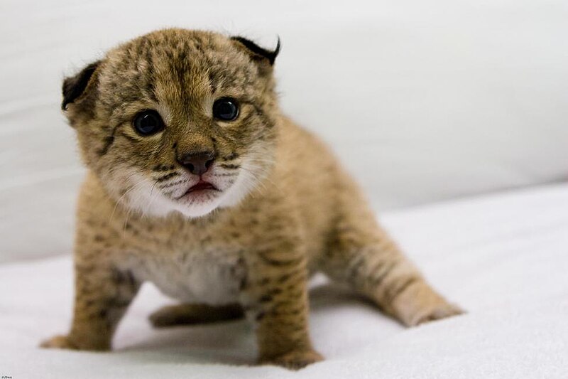 Файл:Iberian Lynx cub 28.jpg