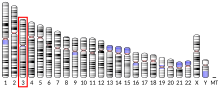 Ideogram human chromosome 3.svg