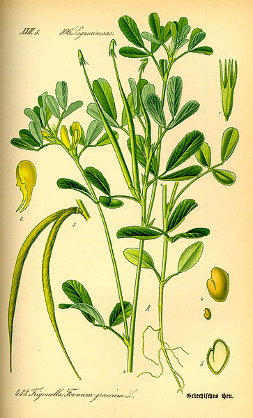 File:Illustration Trigonella foenum-graecum0.jpg