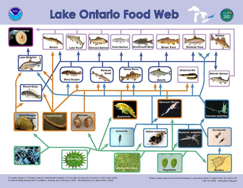 File:Lake Ontario food web.pdf