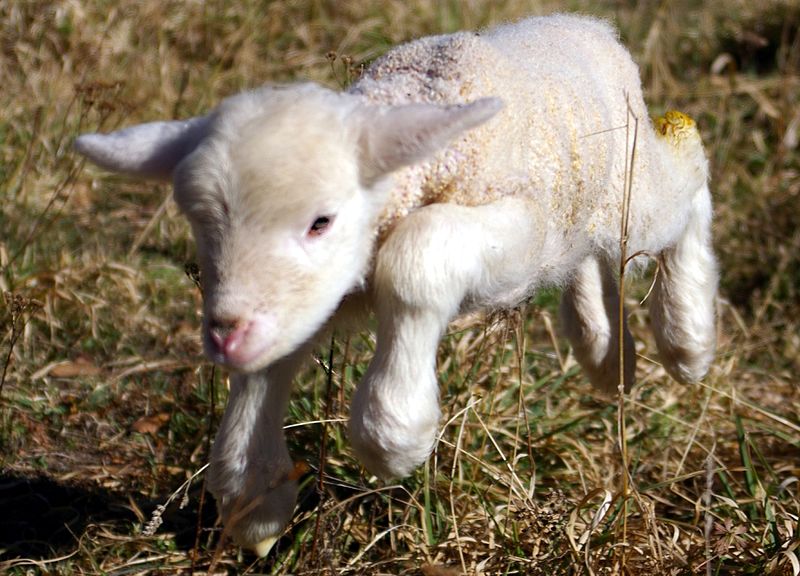 File:Lamb first steps (edited).jpg