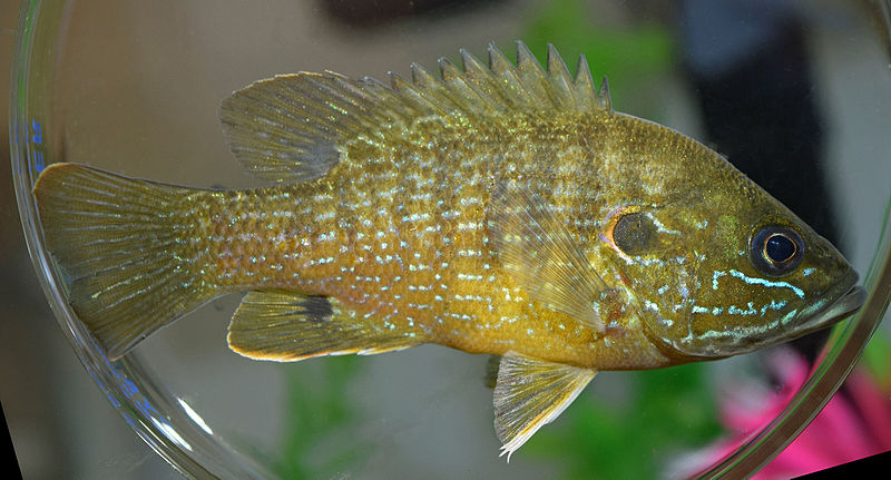 File:Lepomis cyanellus UMFS 2015.jpg