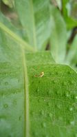 Unidentified Ephemeroptera