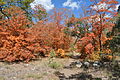 McKittrick Canyon