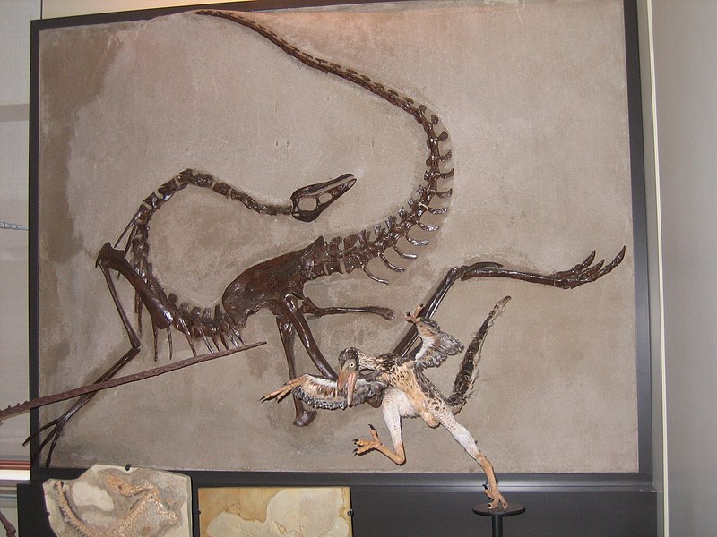 File:Ornithomimid.jpg