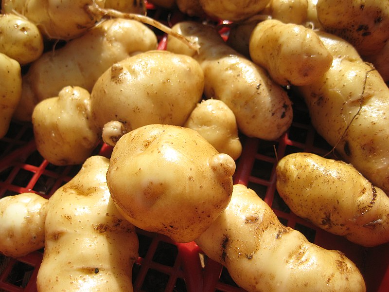 File:Ozette potato1.jpg