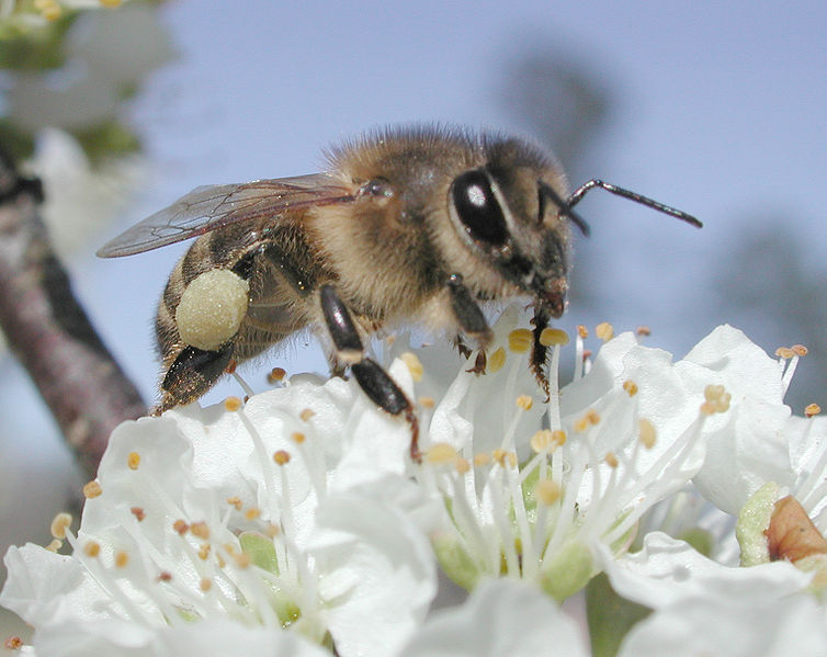 File:Plumpollen0060.jpg