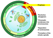 Prophase eukaryotic mitosis.svg